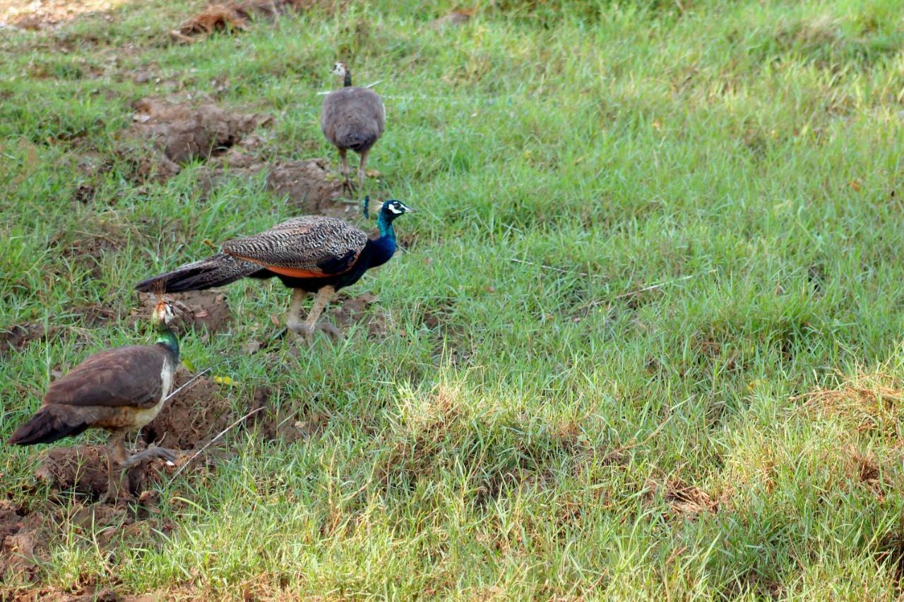 Wasgamu Safari Lodge Wasgamuwa Экстерьер фото