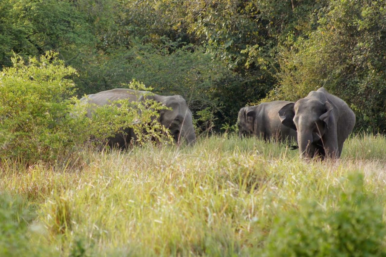 Wasgamu Safari Lodge Wasgamuwa Экстерьер фото
