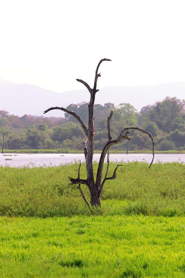 Wasgamu Safari Lodge Wasgamuwa Экстерьер фото