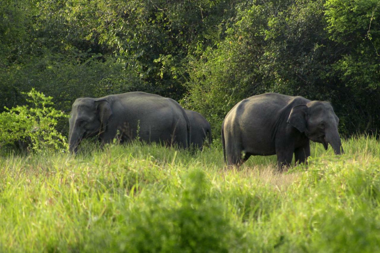 Wasgamu Safari Lodge Wasgamuwa Экстерьер фото