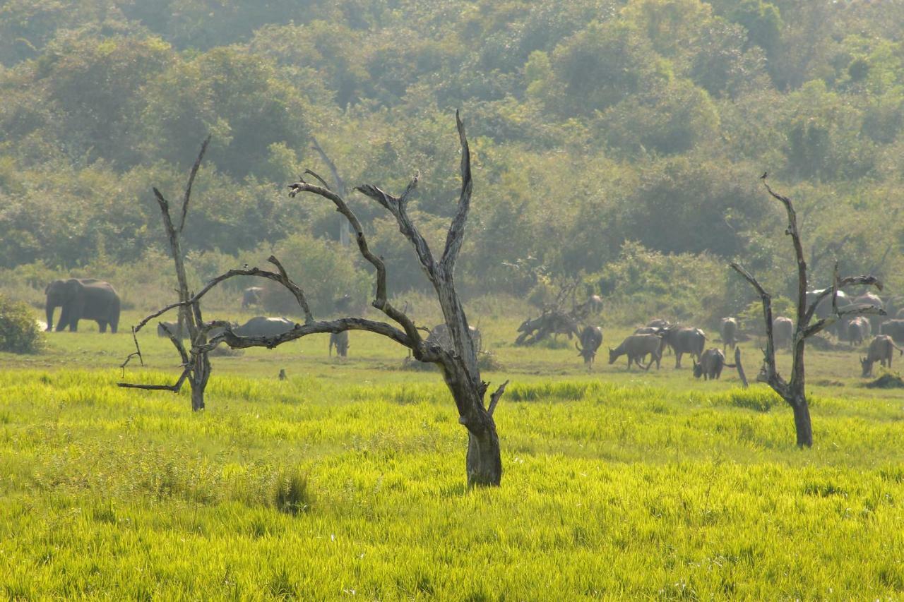 Wasgamu Safari Lodge Wasgamuwa Экстерьер фото