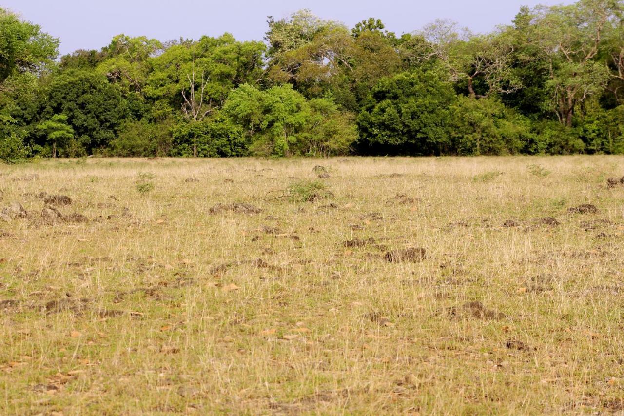 Wasgamu Safari Lodge Wasgamuwa Экстерьер фото