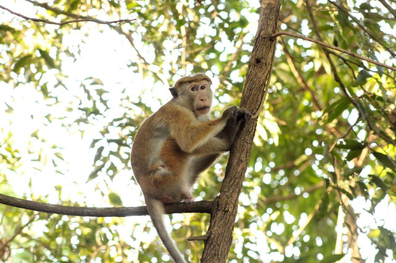 Wasgamu Safari Lodge Wasgamuwa Экстерьер фото