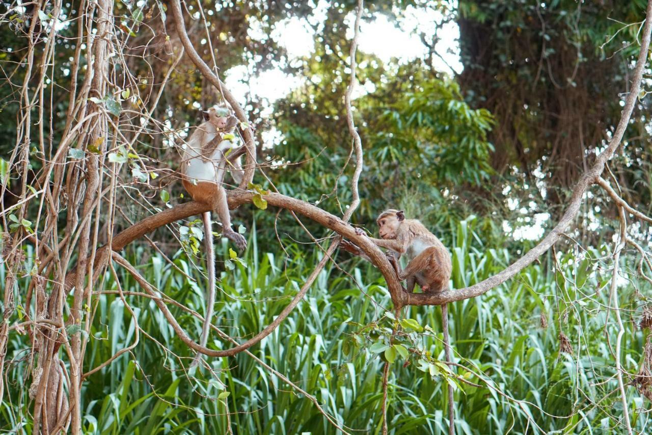Wasgamu Safari Lodge Wasgamuwa Экстерьер фото