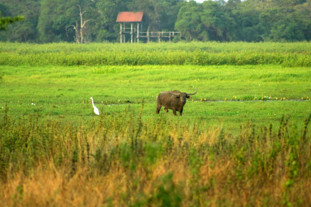 Wasgamu Safari Lodge Wasgamuwa Экстерьер фото