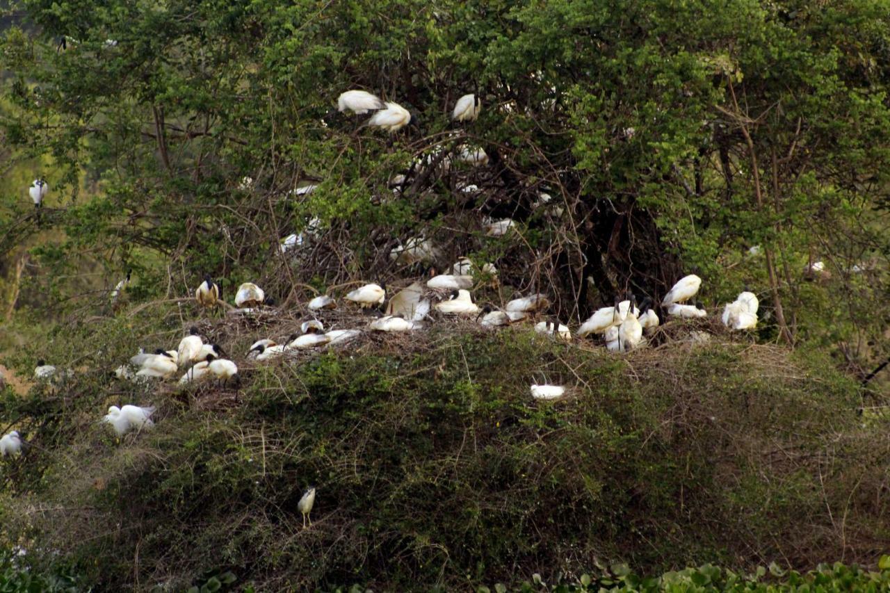 Wasgamu Safari Lodge Wasgamuwa Экстерьер фото