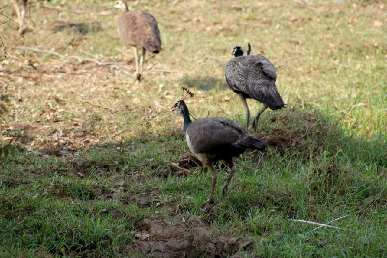 Wasgamu Safari Lodge Wasgamuwa Экстерьер фото
