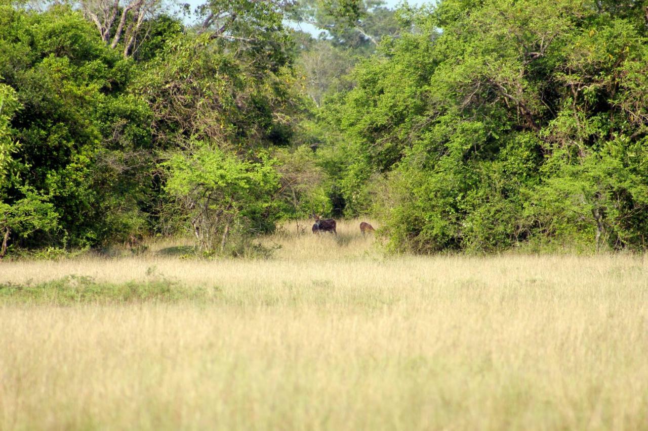Wasgamu Safari Lodge Wasgamuwa Экстерьер фото